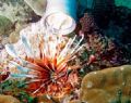 Devile Firefish on Alice in Wonderland reef Seychelles