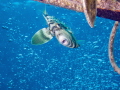 Reticulated Filefish Stephanolepis diaspros Reticulated Filefish Stephanolepis diaspros