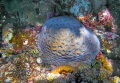MOSAIC CORAL MOSAIC CORAL