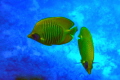 Masked butterfly fish
