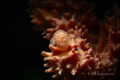 Master of camouflage
Cryptic Sponge Shrimp  Gelastocaris paronae 