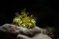 Miamira sinuata
