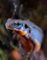 Japanese newt Japanese newt