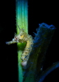 Japanese newt Japanese newt
