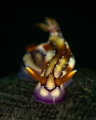 Hypselodoris krakatoa_March 2025
CanonRF100 1/200 f18 iso100 Hypselodoris krakatoa_March 2025
CanonRF100 1/200 f18 iso100