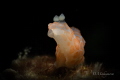 Nudibranch Gymnodoris sp.