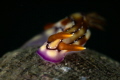 Hypselodoris krakatoa_March 2025
 Canon RF100 1/200 f18 iso100 