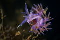 Flabellina affinis_May 2025
 Canon RF100 1/200 f16 iso100 