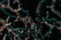 Pigmy Seahorse
