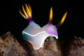 Hypselodoris bullockii_February 2025
 CanonEF100 1/200 f22 iso200 