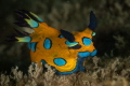Tambja pulcherrima nudibranch_February 2025
 Canon EF100 1/200 f14 iso100 