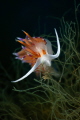 Cratena peregrina nudibranch_May 2025
 CanonRF100  1/200 f20 iso100 