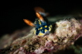 Hypselodoris infucata nudibranch_March 2025
 CanonRF100 1/200 f16 iso100 