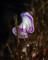 Planaria rosa   Prostheceraeus giesbrechtii   June 2025
 Canon RF100 1/200 f14 iso125 