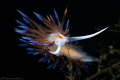 Cratena peregrina nudibranch_May 2025
 CanonRF100 1/200 f20 iso100 