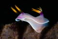 Hypselodoris bullockii _February 2025
CanonEF100 1/200 f22 iso200 Hypselodoris bullockii _February 2025
CanonEF100 1/200 f22 iso200