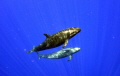 False Killer Whale Pseudorca crassidens taken under permit .