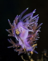 Mediterranean Flabellina_May 2025
 CanonRF100 1/200 f16 iso100 