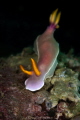 Hypselodoris bullockii_January 2025
 CanonEF100 1/200 f14 iso200 
