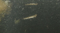 Baby Shortnose Gar taken in shallow water in a small bay of Lake Michigan