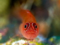 The eye contact.
Meet the little Ring eye Pygmy Goby  specifically Trimma benjamini of Raja Ampat..