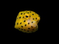 Hello from the yellow polka dots from Tioman island  Malaysia