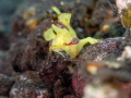 Hungry Froggy diving into its yummy sashimi lunch with gusto 