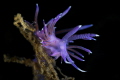 Flabelina affinis nudibranch_June 2025
 CanonRF100 1/200 f13 iso100 