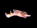 Dwarf Sea Hare   Aplysia parvula