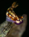 Hypselodoris krakatoa nudibranch_March 2025
 CanonRF100 1/200 f18 iso100 
