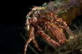 Mediterranean hermit crab_May 2025
(CanonRF100,1/200,f20,iso100)
