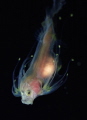Whalefish. Blackwater Dive Whalefish. Blackwater Dive