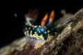 Hypselodoris infucata_March 2025
CanonRF100 1/200 f18 iso100 Hypselodoris infucata_March 2025
CanonRF100 1/200 f18 iso100