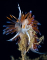 couple of Cratena nudibranchs-July 2025
(CanonRF100,1/200,f11,iso100)