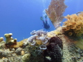 This shot was taken with a Seslife micro 3.0 at 15ft off Key Largo Florida USA.