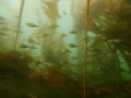 Schools of fish in the Pacific Northwest kelp forests of BC