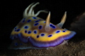 Goniobranchus kuniei_January 2025
 CanonEF100 1/200 f14 iso100 