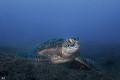 Gree turtle from La reunion Island with its black volcanic sand
