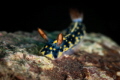 Hypselodoris infucata_March 2025
 CanonRF100 1/200 f16 iso100 