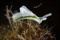 Elysia timida nudibranch_July 2025
 CanonRF100 1/200 f16 iso100 