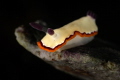 Goniobranchus rubrocornutus_March 2025
 CanonRF100 1/200 f18 iso100 