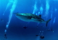 Whale shark surrounded by divers.