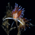 Couple of Cratena nudibranch_July 2025
 CanonRF100 1/200 f13 iso100 