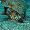 A conch just exploring the substrate