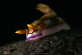 Hypselodoris krakatoa nudibranch_March 2025
 CanonRF100 1/200 f18 iso100 