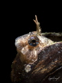 Eyes of the Ocean  Seeds of Life   A blenny resting in a mussel shell  while tiny eggs gently decorate its surface.