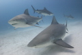 Every winter a group of female bullsharks come to this area to give birth  season goes from November untill mid march.