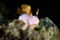 Verconia nivalis nudibranch_March 2025
CanonRF100 1/200 f18 iso100 Verconia nivalis nudibranch_March 2025
CanonRF100 1/200 f18 iso100