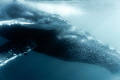 A humpback whale mother and her calf. Each year a group of humpback whales migrates along the coast of Mozambique 