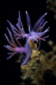 Flabellina affinis_July 2025
 CanonRF100 1/200  f13 iso100 
